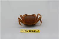 藏品(斯氏沙蟹)的圖片